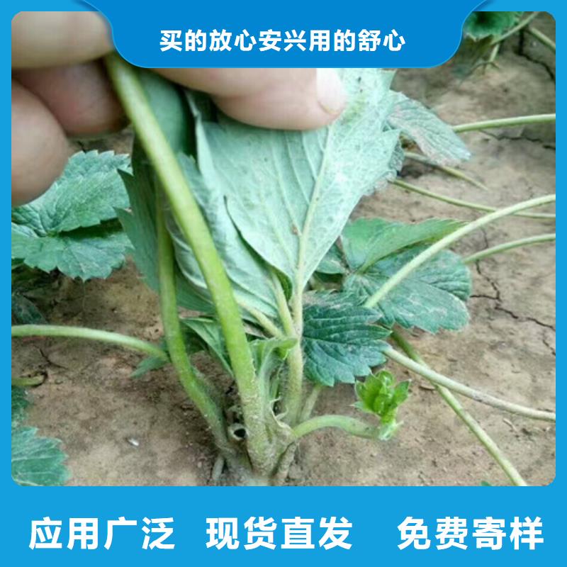 草莓苗 软籽石榴树苗做工精细