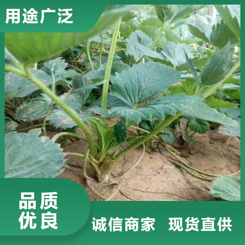 草莓苗,红蜜桃树苗精选货源