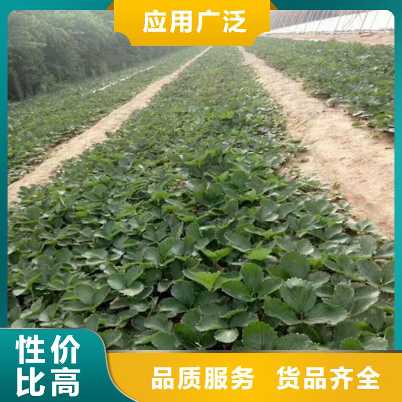 红颜草莓视频-湘潭市红颜草莓-附近可服务区域湘乡|韶山|岳阳|娄底|益阳|株洲|常德