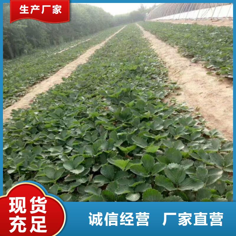 草莓苗樱桃苗可放心采购