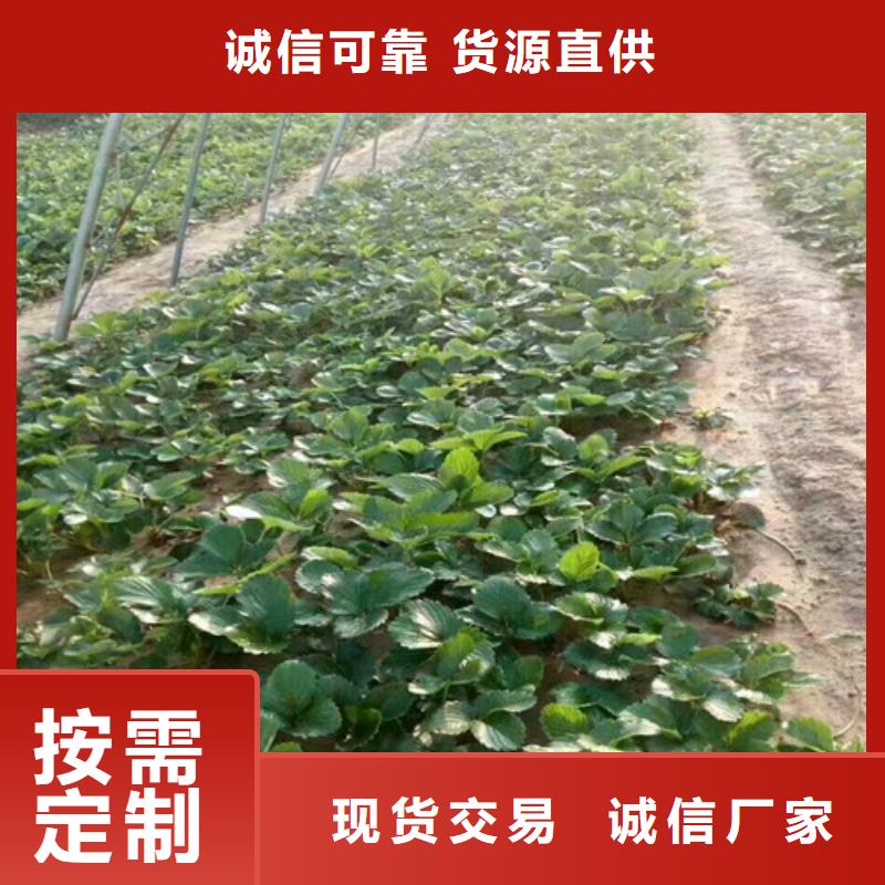 草莓苗蓝宝石葡萄树苗现货齐全售后无忧