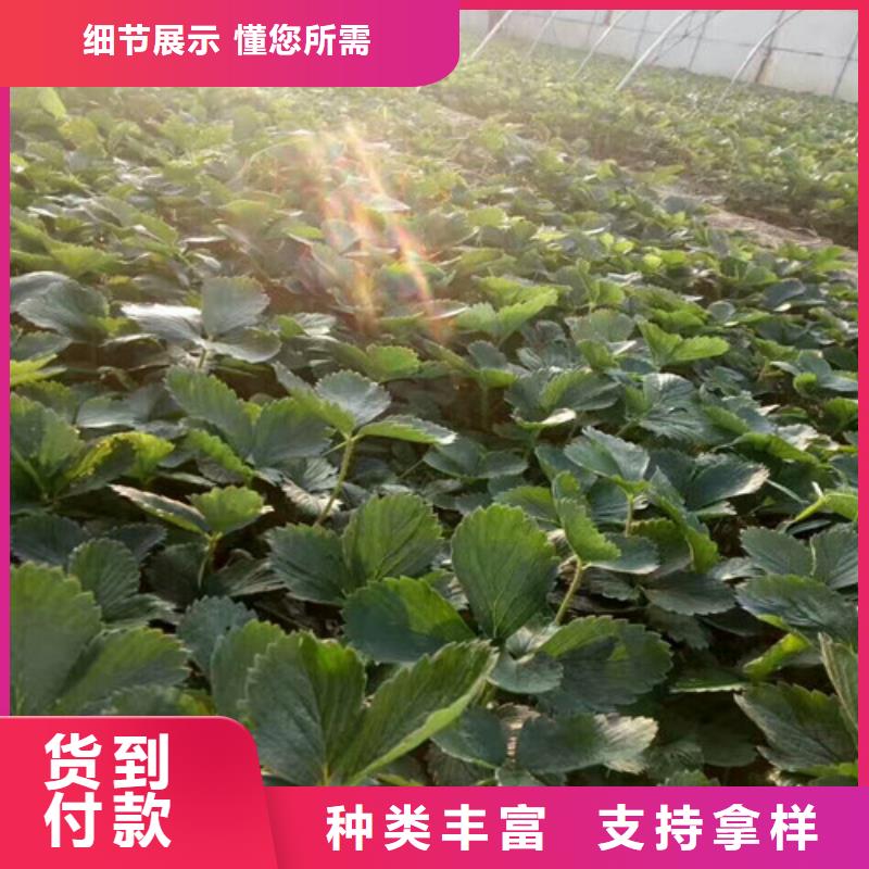 草莓苗毛蟠桃树苗基地闪电发货
