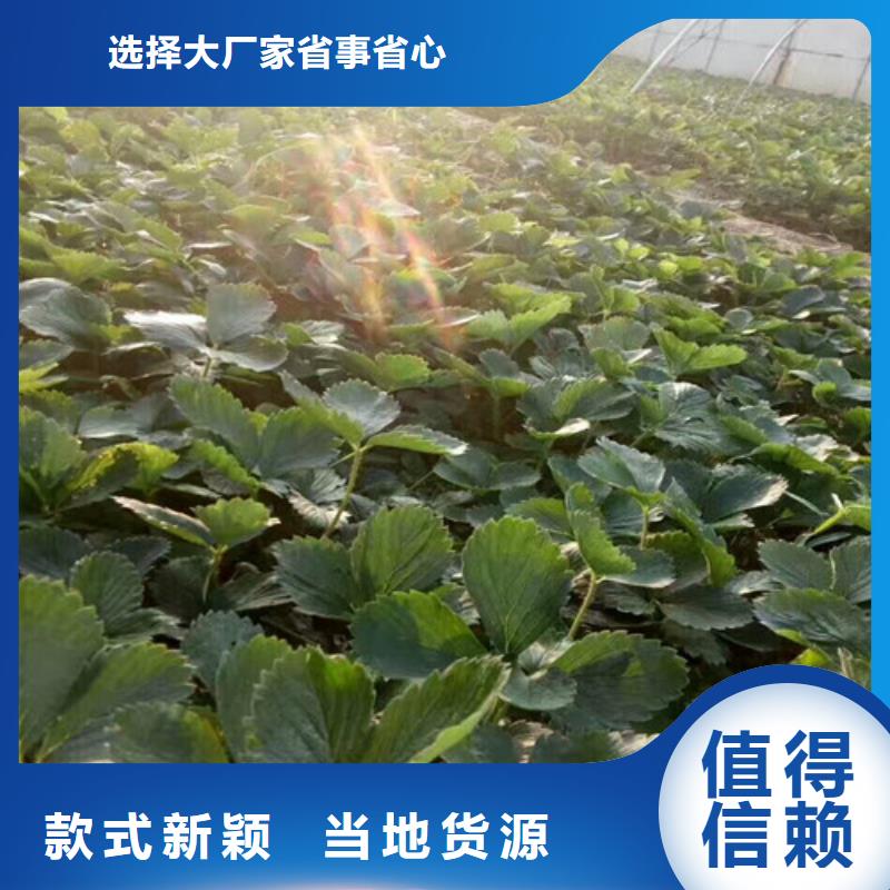 草莓苗 软籽石榴树苗做工精细