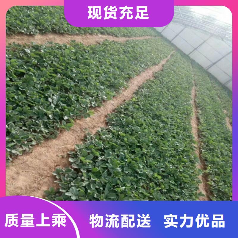 【草莓苗】 黄金苹果树苗基地欢迎新老客户垂询