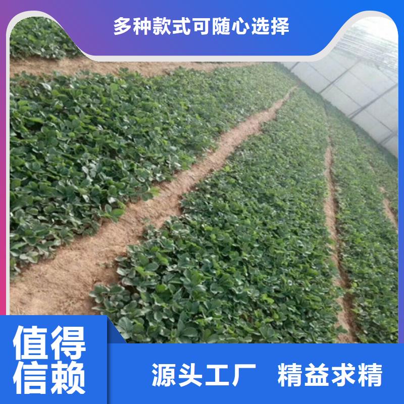 草莓苗珍珠枣油桃树苗自有生产工厂