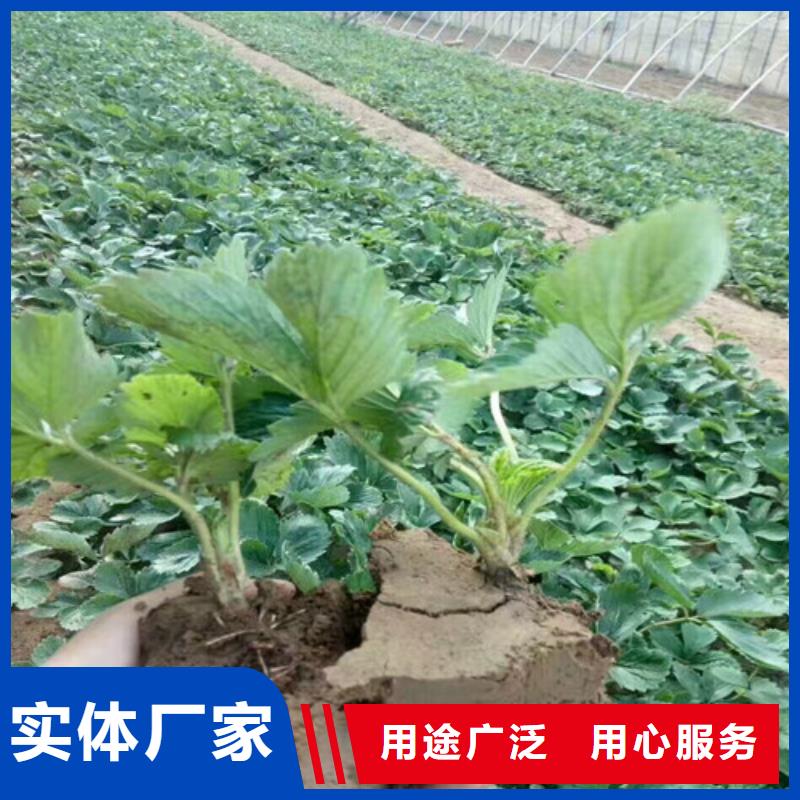 【草莓苗】黄桃树苗工期短发货快