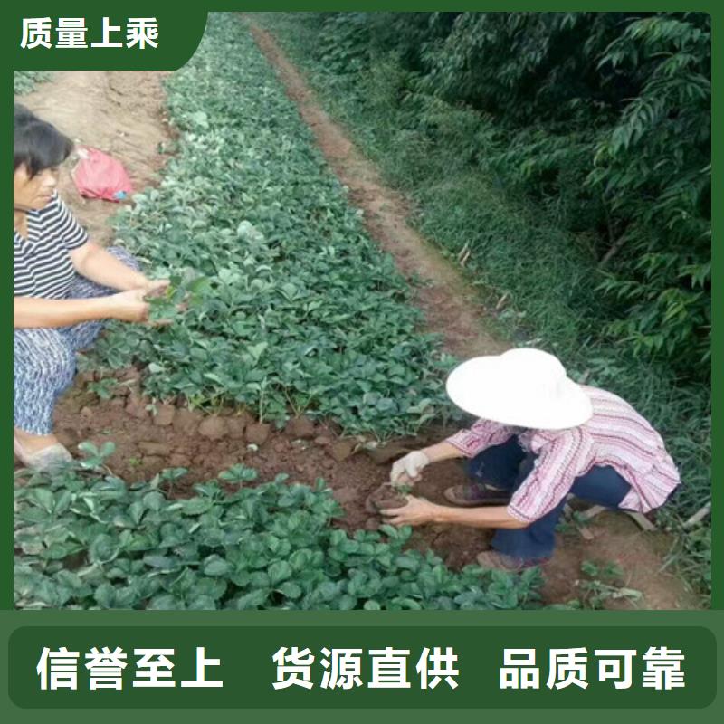 草莓苗樱桃苗价格实惠工厂直供