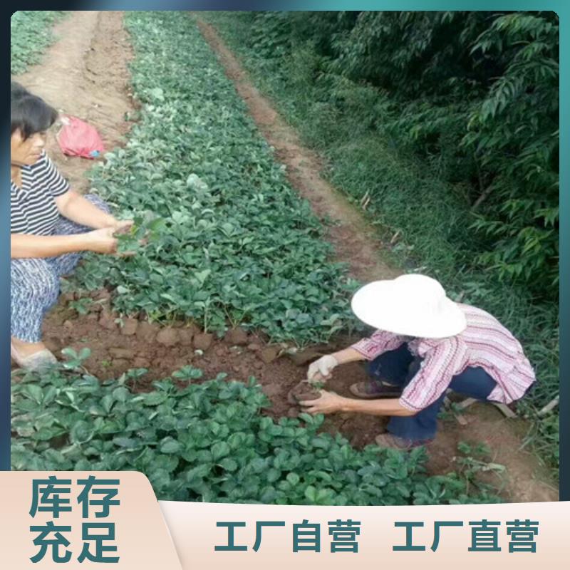 草莓苗柱状梨树苗让利客户