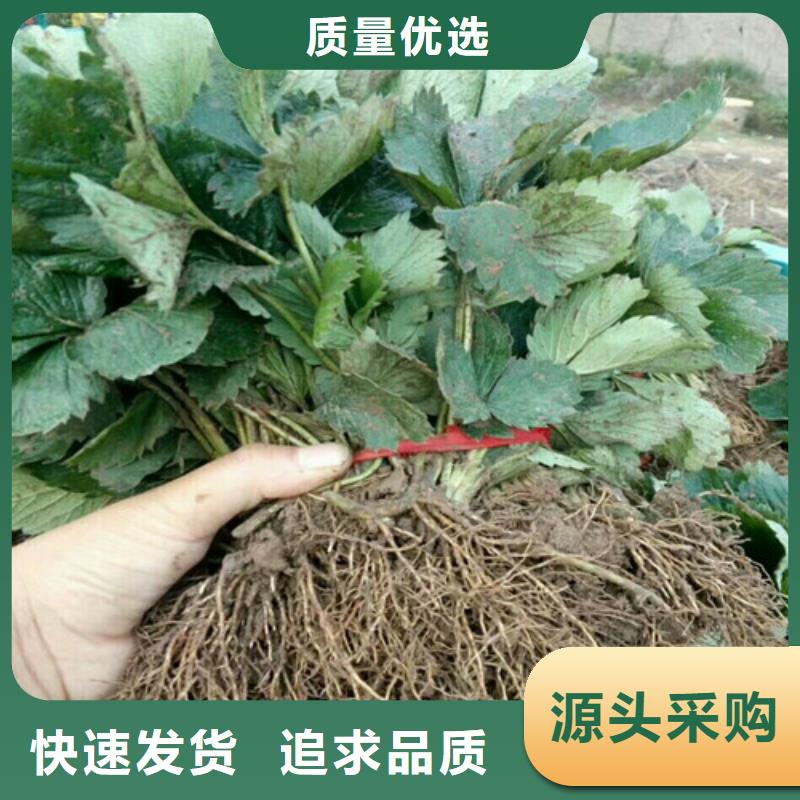 草莓苗梨树苗N年生产经验