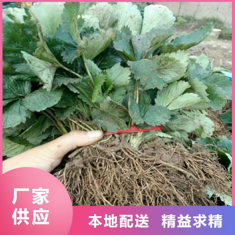 草莓苗蓝宝石葡萄苗厂家直销
