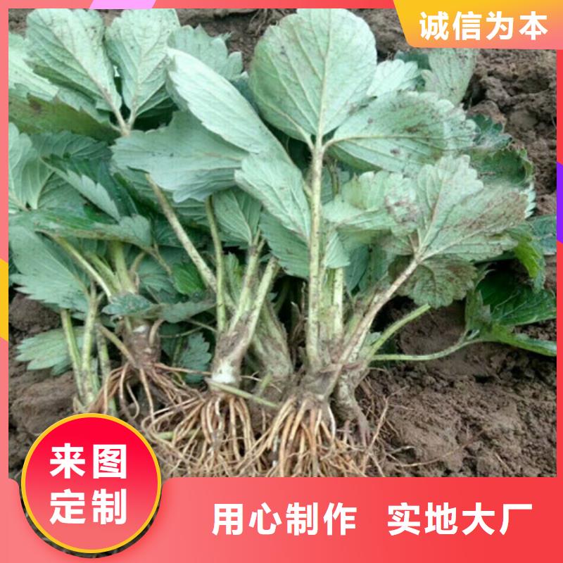 草莓苗草莓苗价格厂家货源稳定