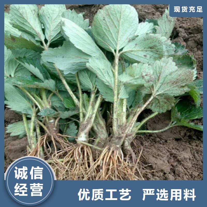 草莓苗黄金苹果树苗产地厂家直销