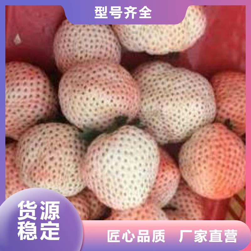 草莓苗柱状梨树苗让利客户
