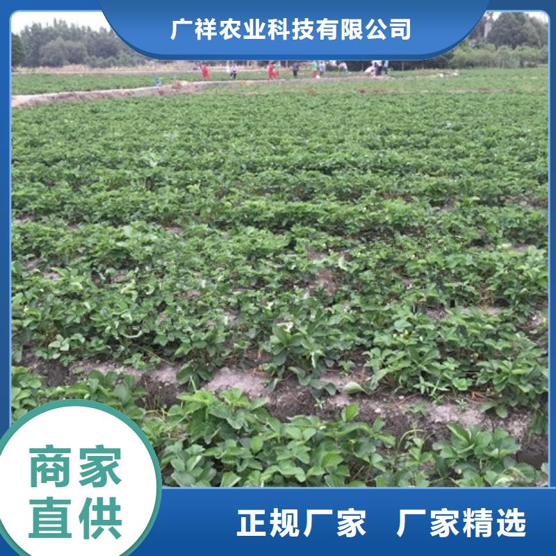 草莓苗蓝宝石葡萄树苗专心专注专业