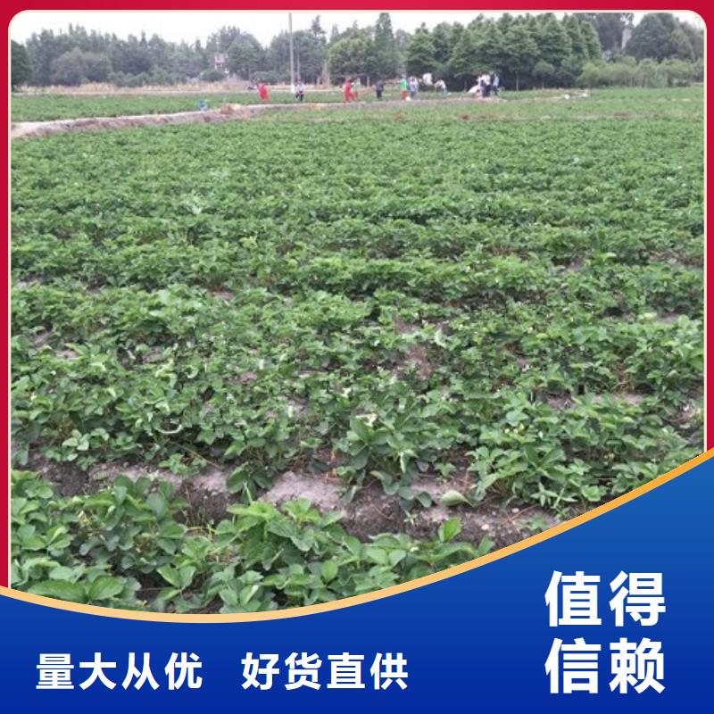 草莓苗 软籽石榴树苗做工精细