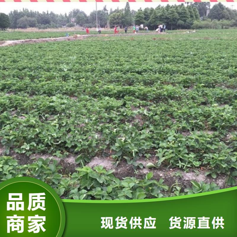 草莓苗蓝宝石葡萄苗源头厂家直销