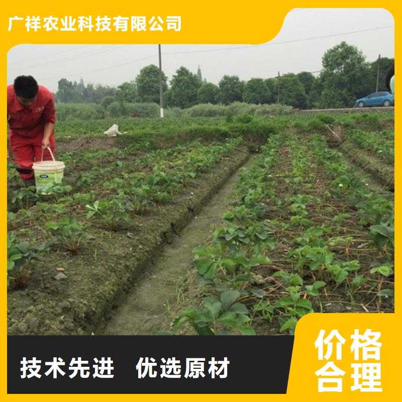 草莓苗_红蜜桃树苗诚信可靠