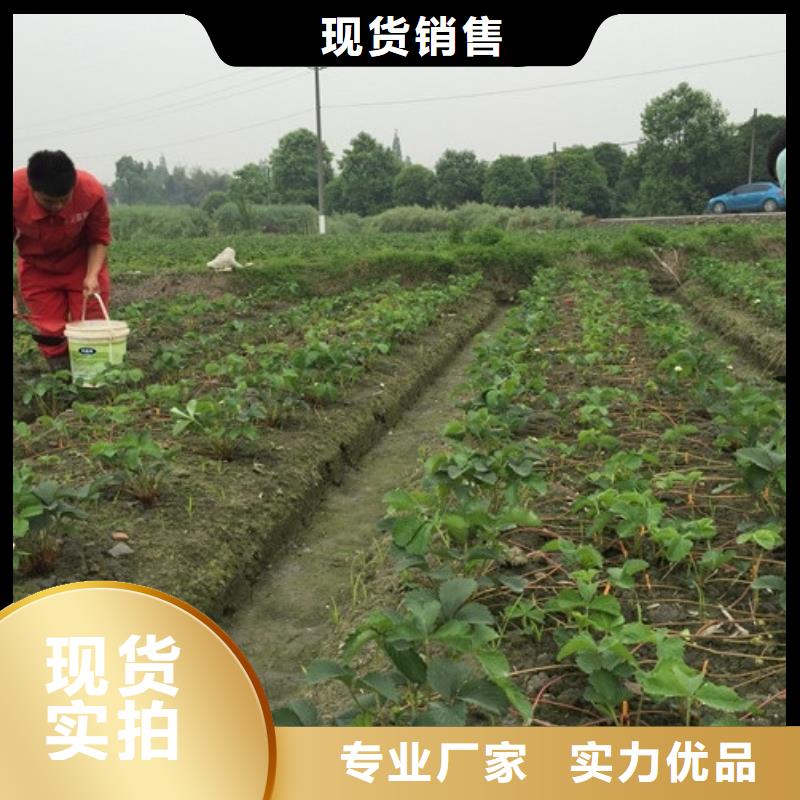 红颜草莓视频-湘潭市红颜草莓-附近可服务区域湘乡|韶山|岳阳|娄底|益阳|株洲|常德