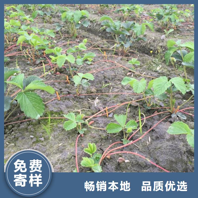 红颜草莓视频-咸宁|武汉|恩施|随州红颜草莓款式多样-广祥农业科技(湖北省分公司)