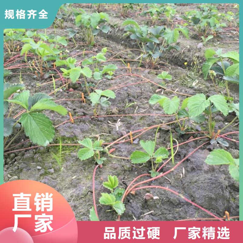 草莓苗-【珍珠枣油桃树苗】厂家案例
