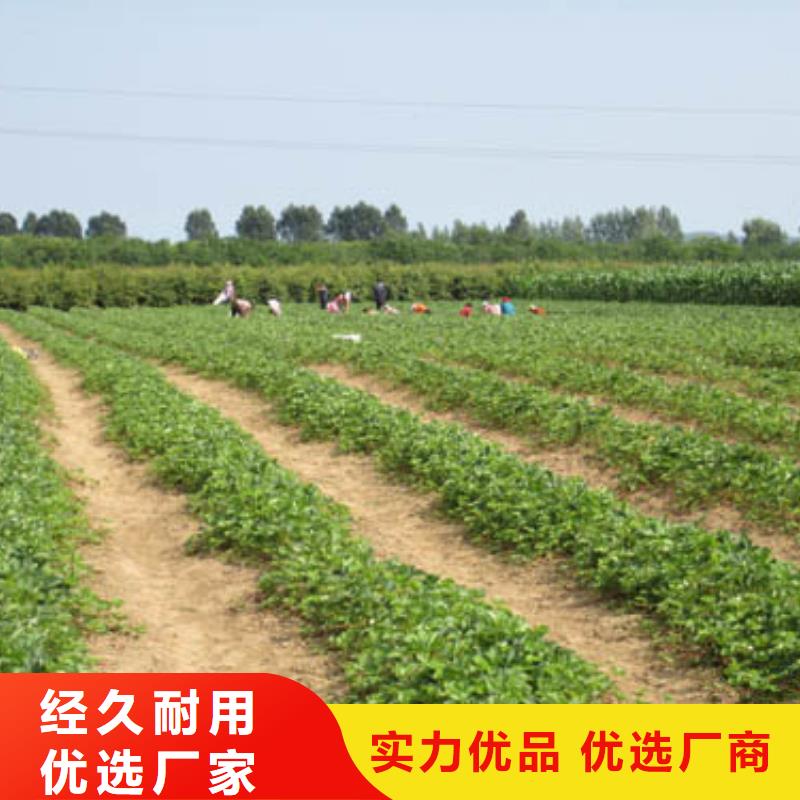 草莓苗苹果苗品质保证实力见证