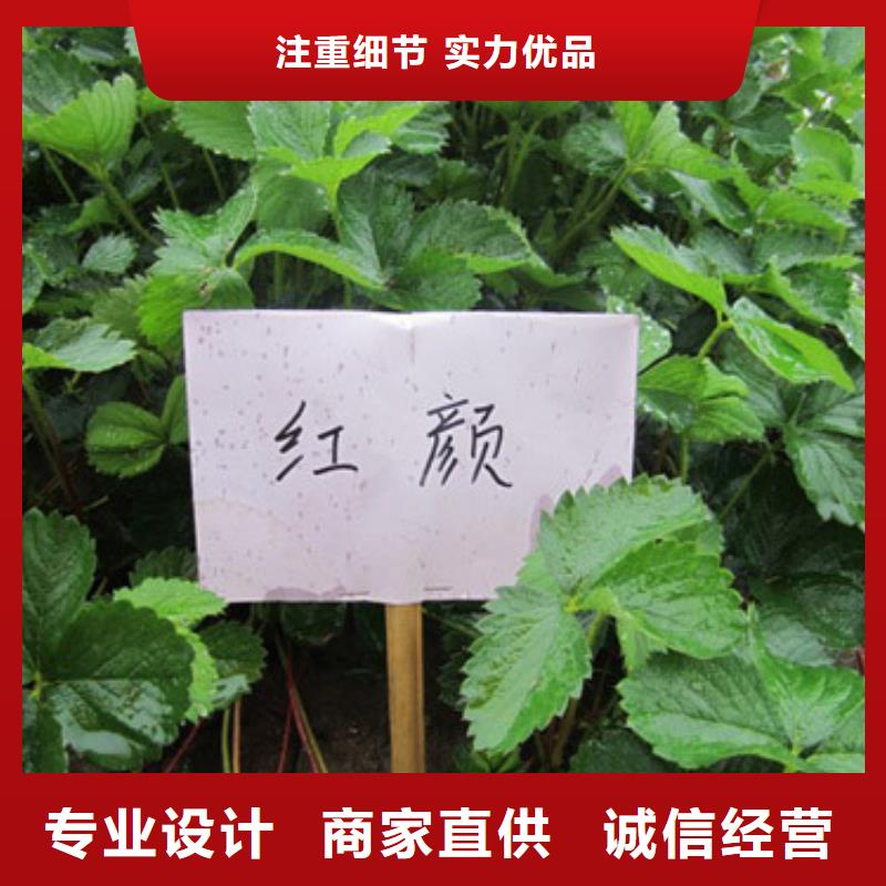 草莓苗-桃树苗追求细节品质