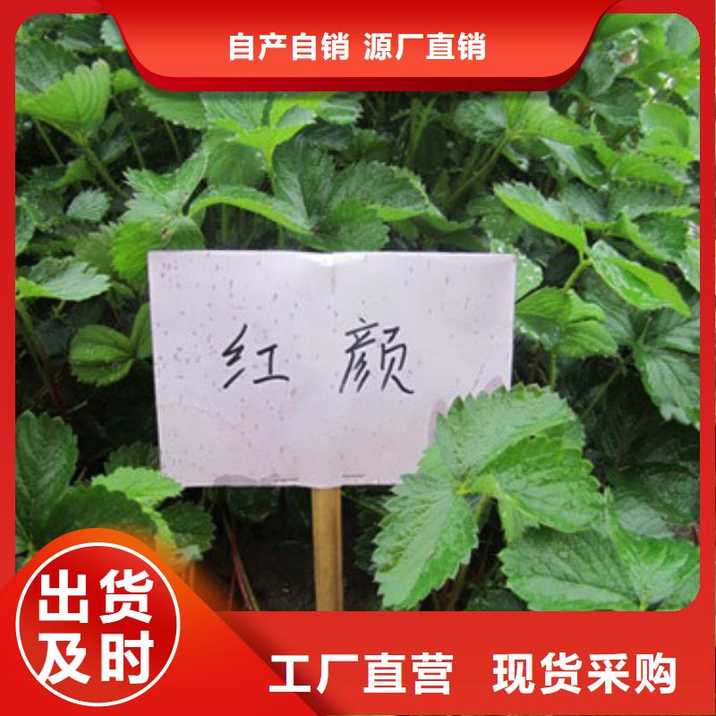 草莓苗樱桃苗可放心采购