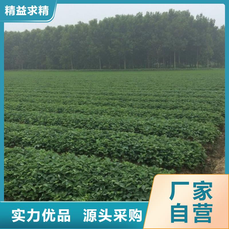 草莓苗【果树苗】质量安心