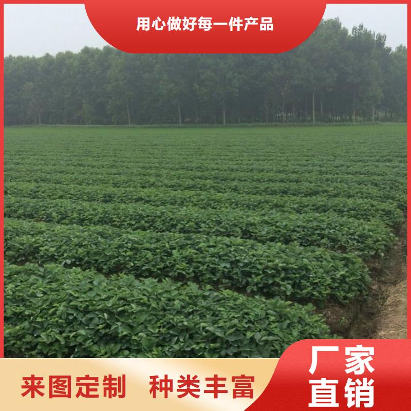 草莓苗梨树苗您想要的我们都有
