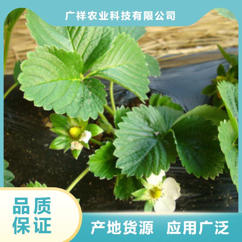 草莓苗草莓苗价格免费询价