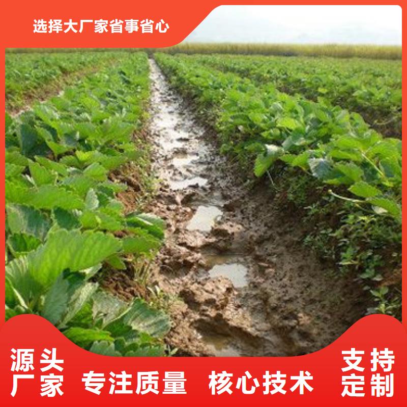 草莓苗毛蟠桃树苗闪电发货