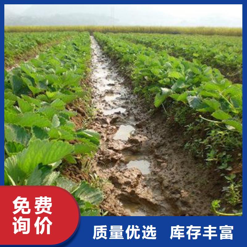 草莓苗樱桃苗价格实惠工厂直供
