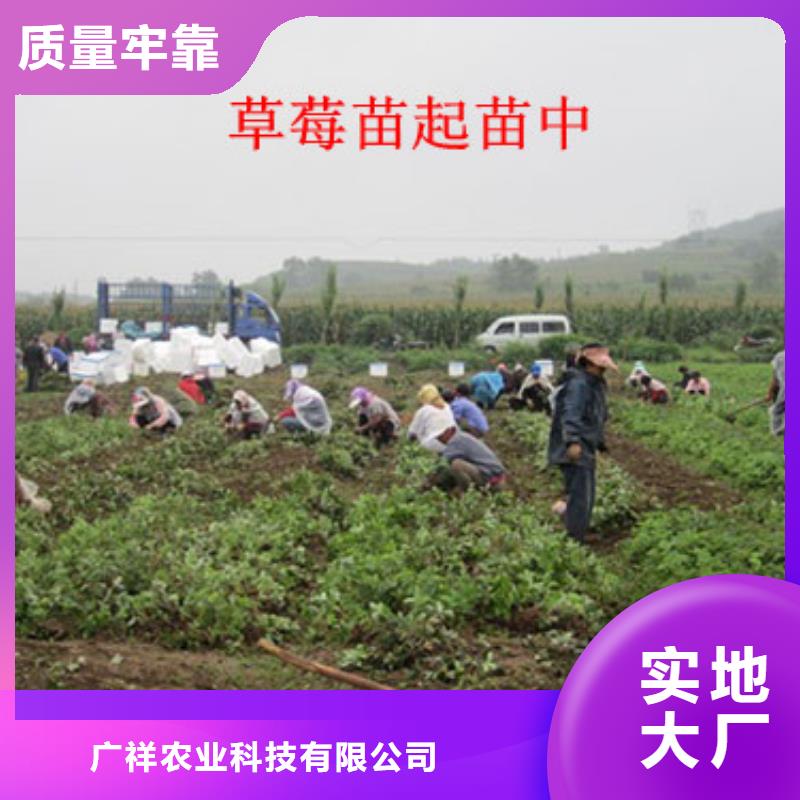 草莓苗草莓苗价格免费询价