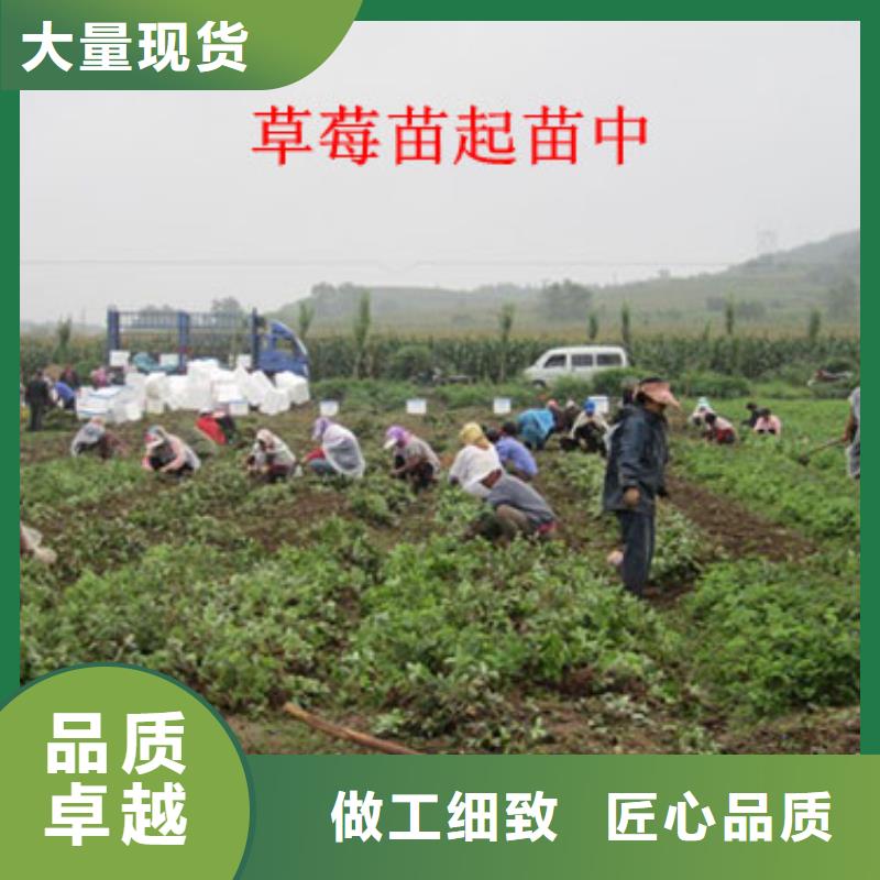 草莓苗果树苗助您降低采购成本