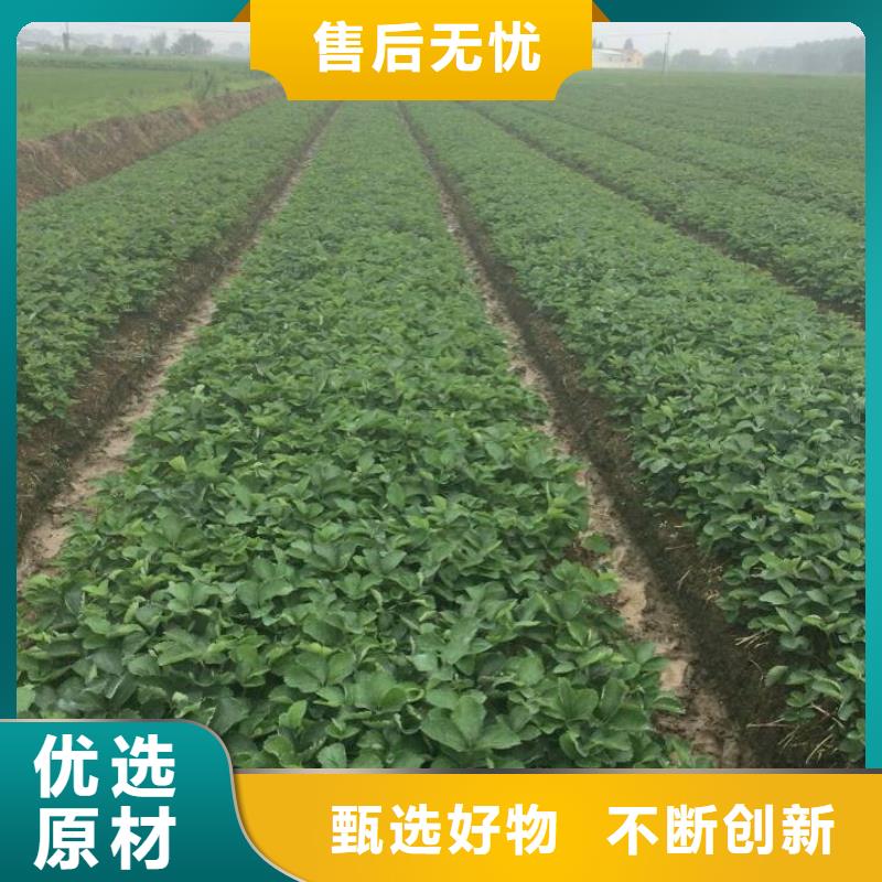 草莓苗草莓苗价格发货迅速