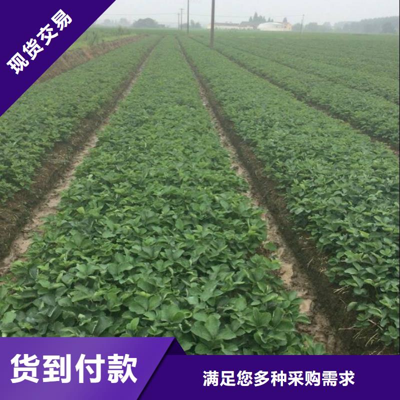 草莓苗梨树苗您想要的我们都有