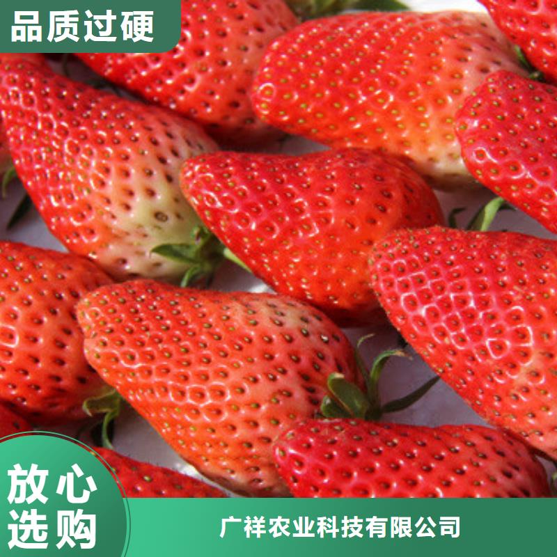 【草莓苗梨树苗基地质检严格放心品质】