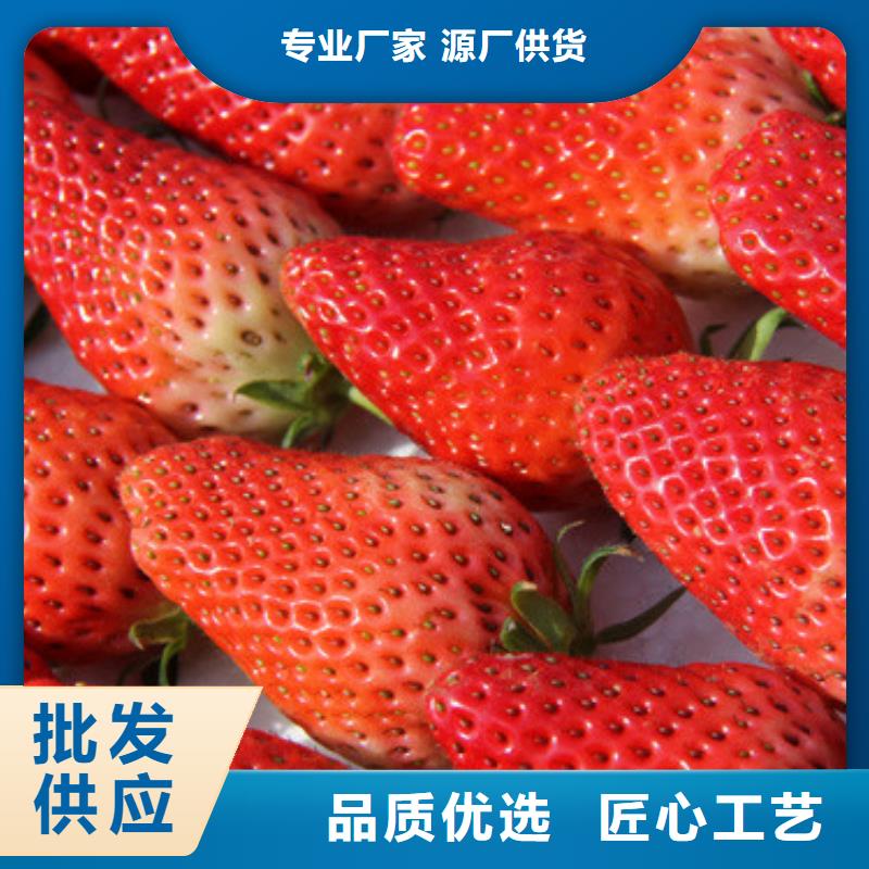 草莓苗 蜂糖李子树苗加工定制