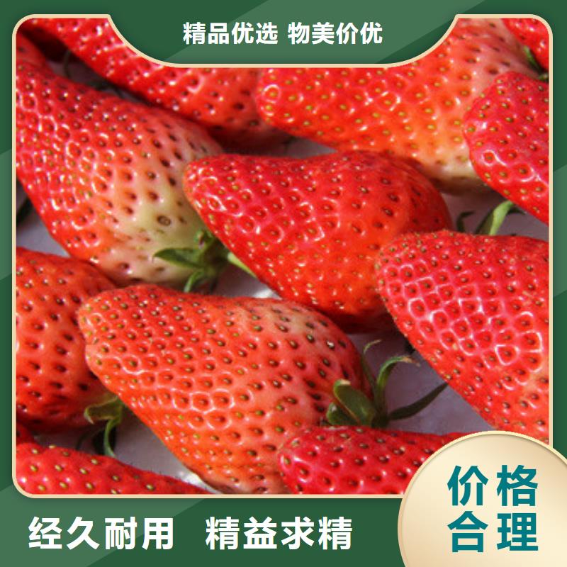 草莓苗果树苗批发基地支持货到付清