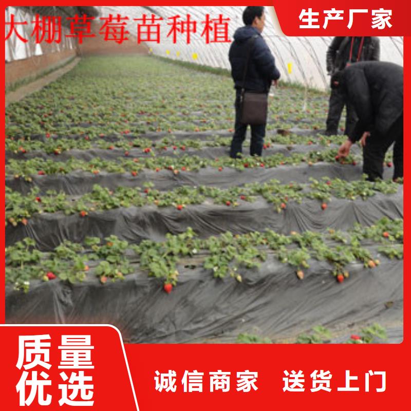 草莓苗 蓝宝石葡萄苗好品质用的放心