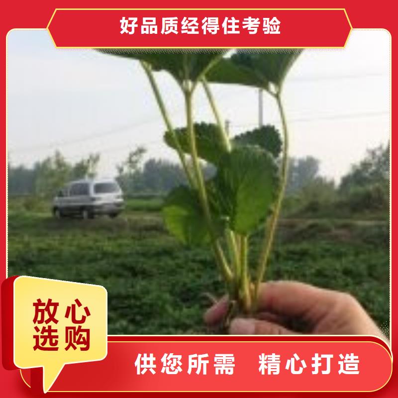 草莓苗葡萄苗基地为品质而生产