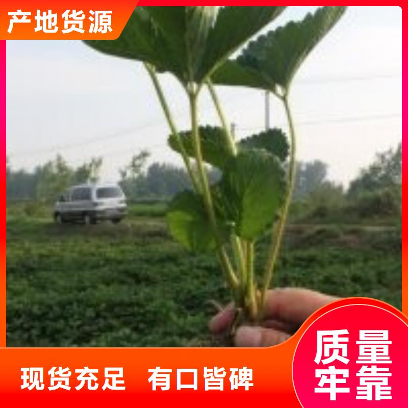 草莓苗草莓苗价格厂家货源稳定