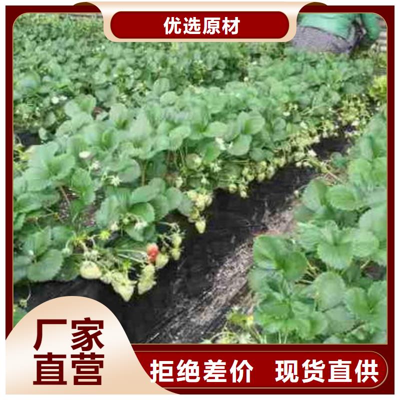 草莓苗-桃树苗客户好评