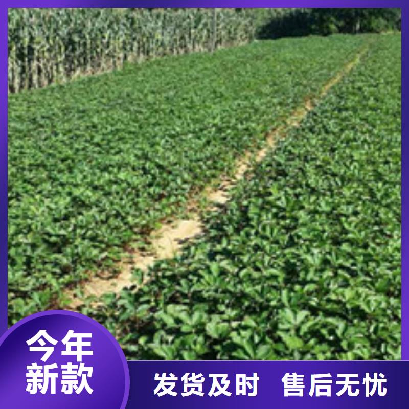 草莓苗梨树苗您想要的我们都有