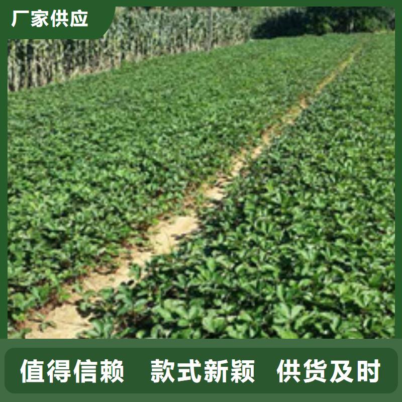 草莓苗 蓝宝石葡萄苗好品质用的放心