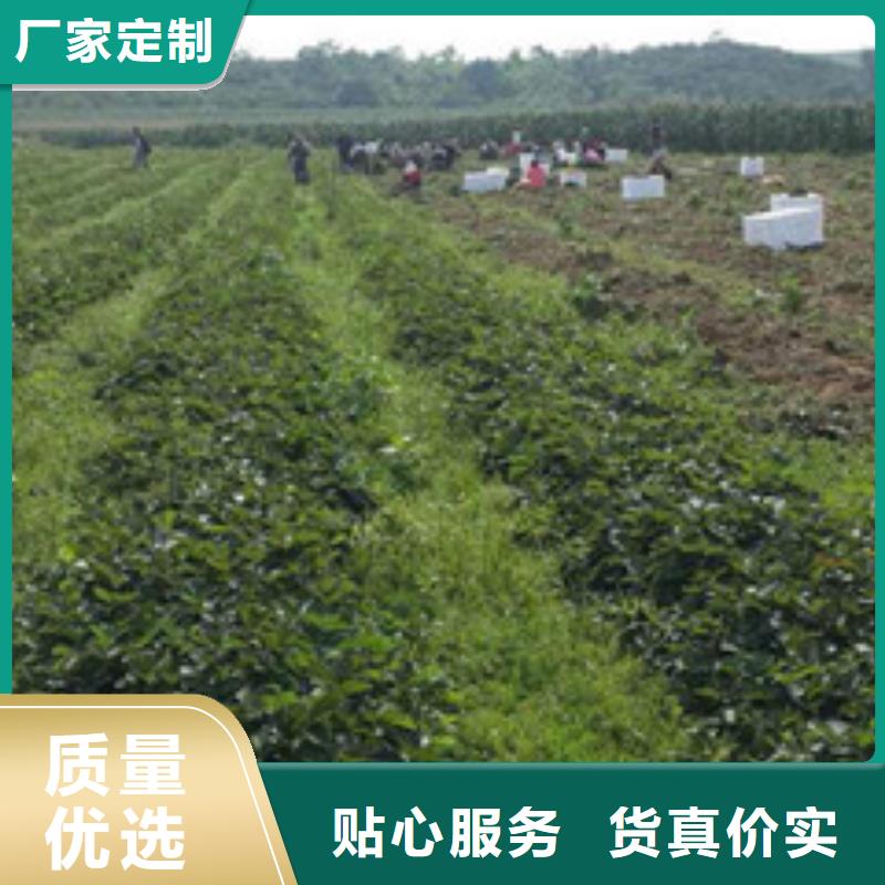 草莓苗_红蜜桃树苗诚信可靠
