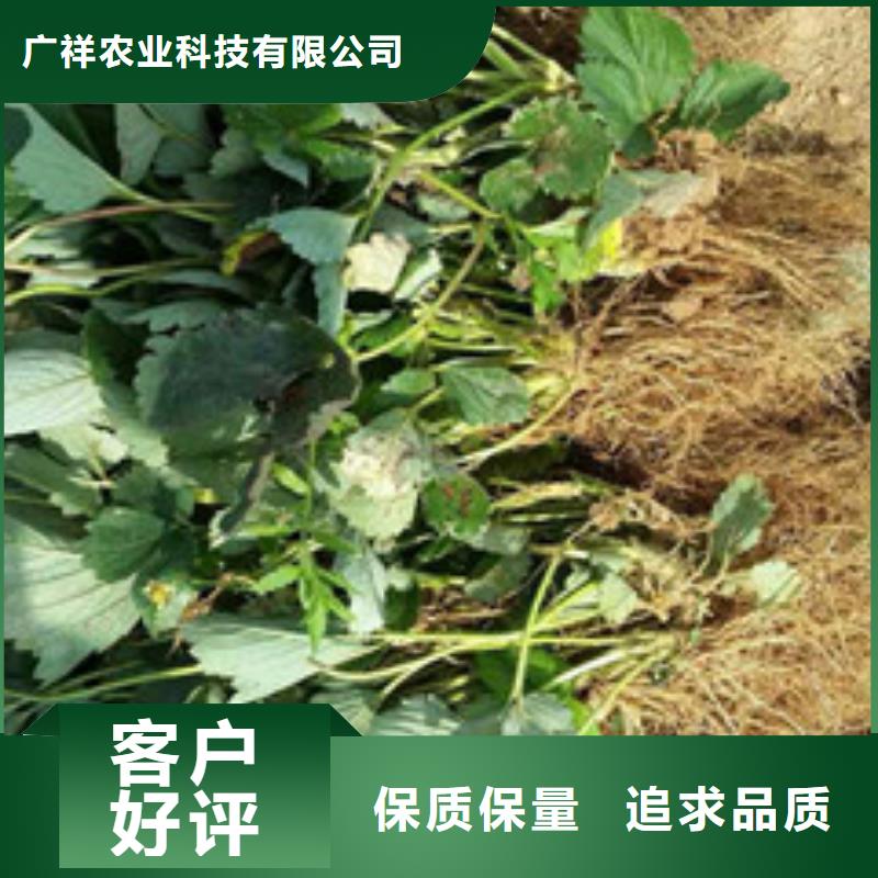 草莓苗梨树苗基地销售的是诚信