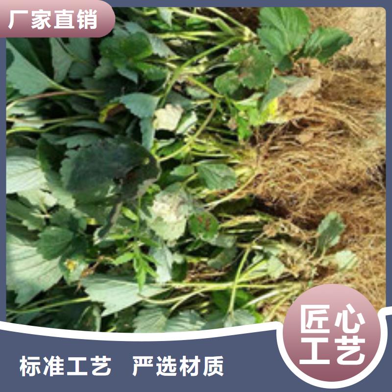 草莓苗梨树苗基地细节决定品质