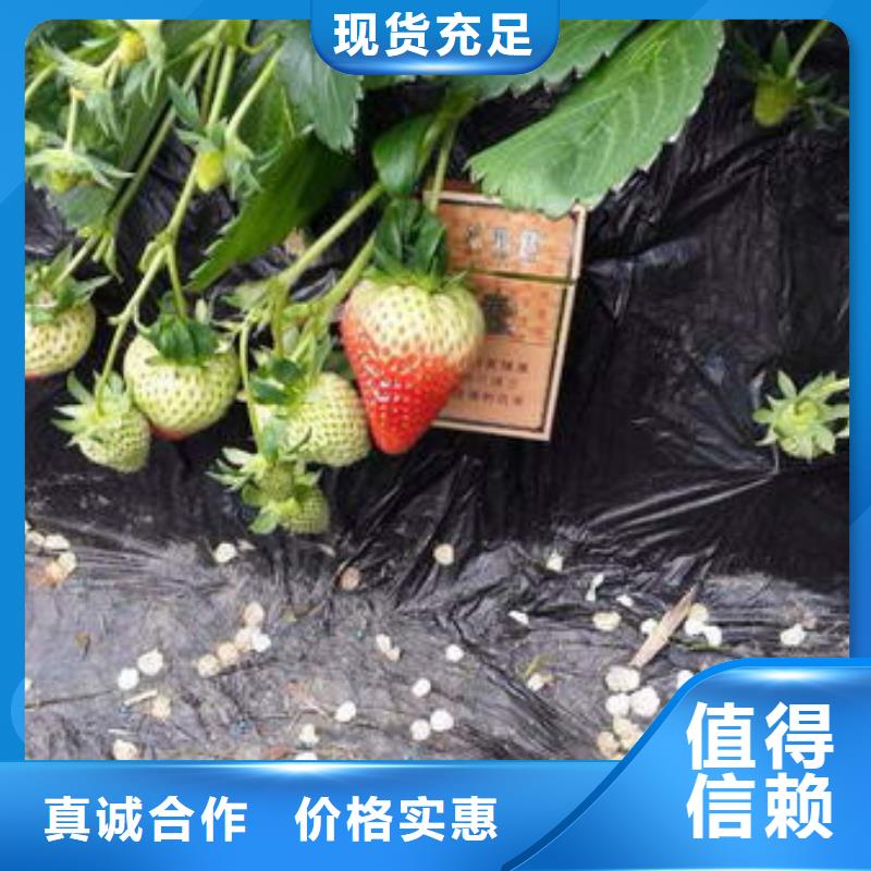 【草莓苗】黄桃树苗工期短发货快