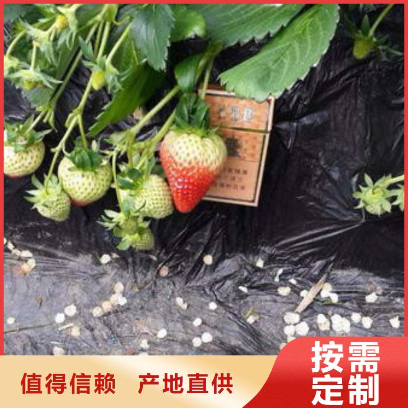 草莓苗蓝宝石葡萄树苗专心专注专业